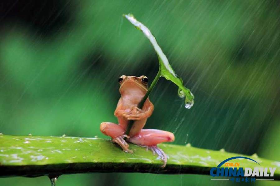 世界中でカエル嫌いが急減 葉っぱの傘で雨をふせぐカエルが話題に インドネシア Travering