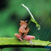 世界中でカエル嫌いが急減！葉っぱの傘で雨をふせぐカエルが話題に！／インドネシア